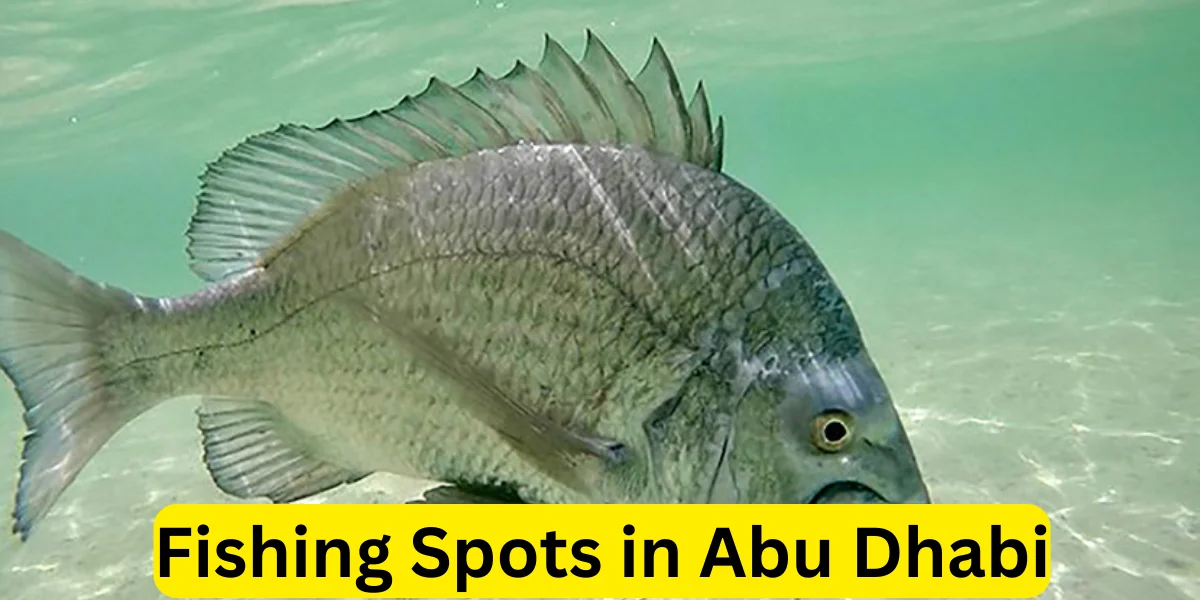 Fishing Spots in Abu Dhabi