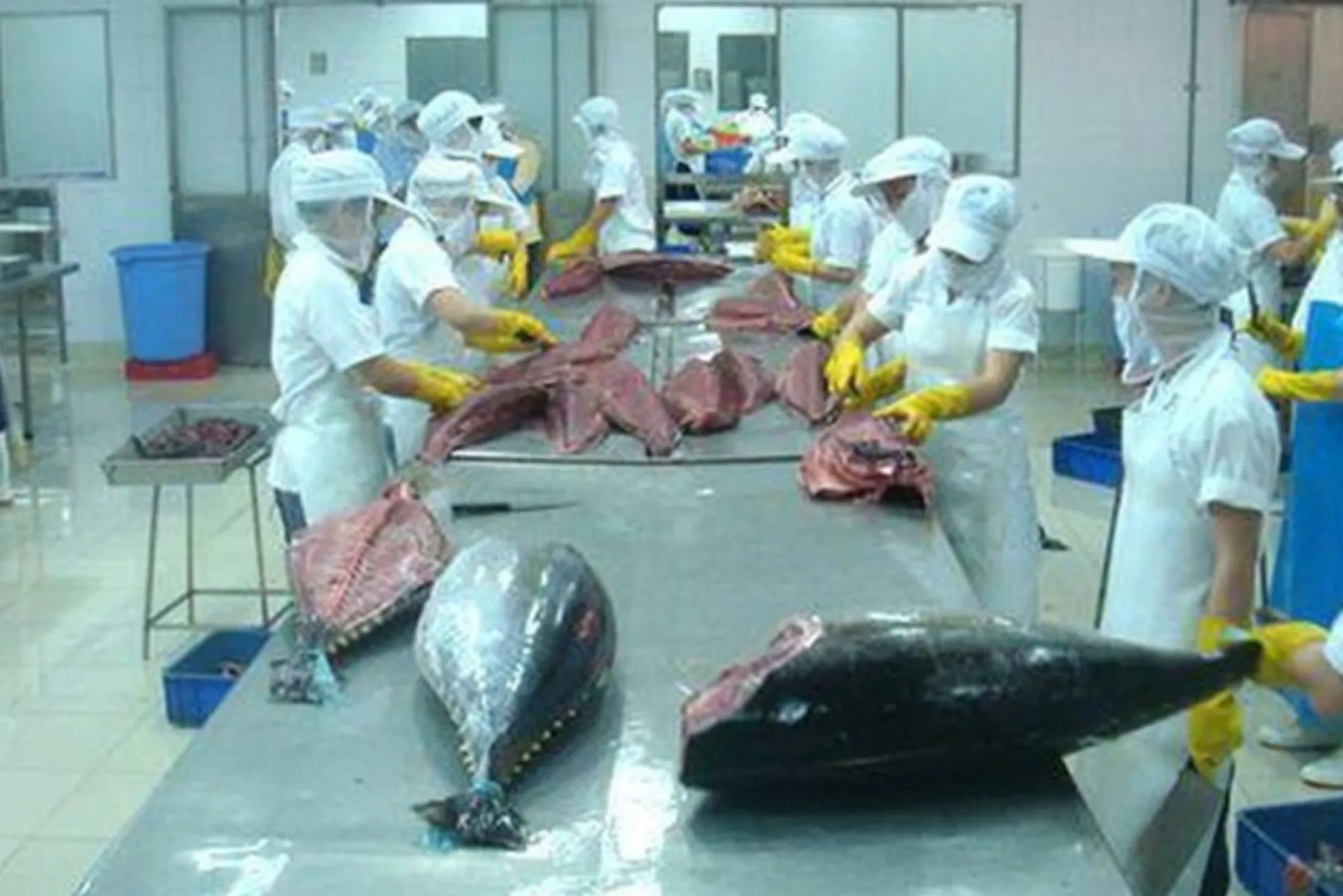 Quick Tips for Tuna Fish Shopping Online United Dubai