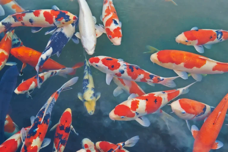 The Right Way to Feed Koi Fish in Dubai Top Guideline