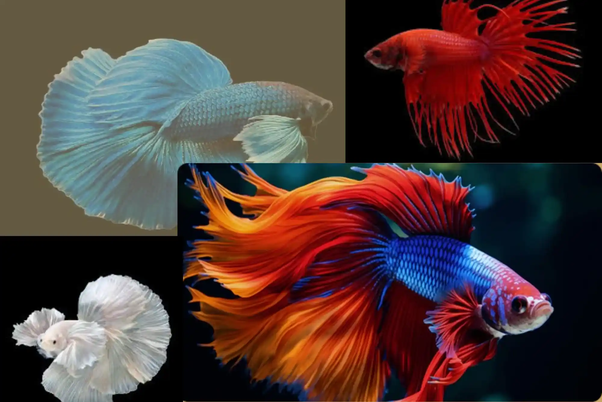 Betta Fish Dubai Aquarium Guide: Buying Tips & Care